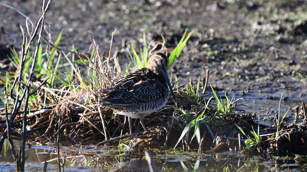 Wilson's Snipe - ML642705443