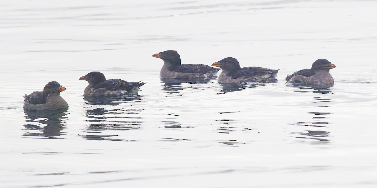 Rhinoceros Auklet - ML642705450
