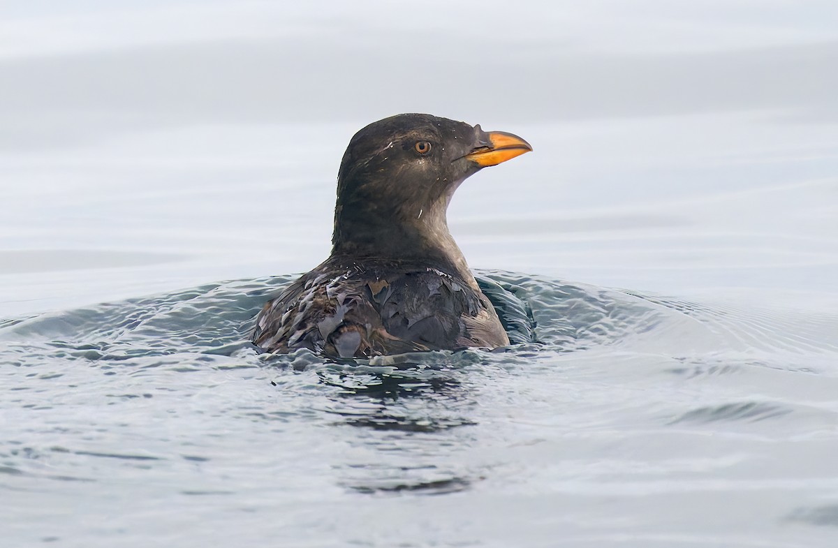 Rhinoceros Auklet - ML642705451