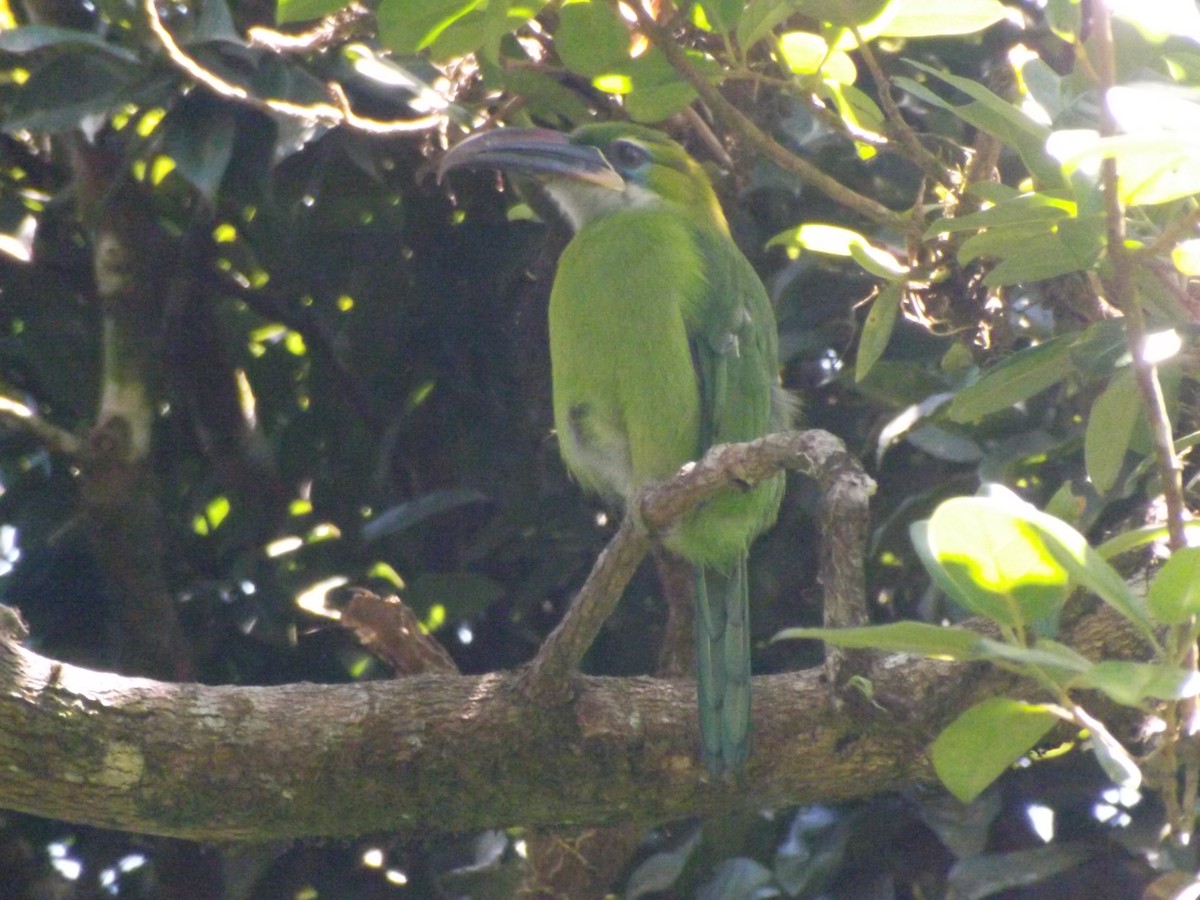 Groove-billed Toucanet - ML642705452