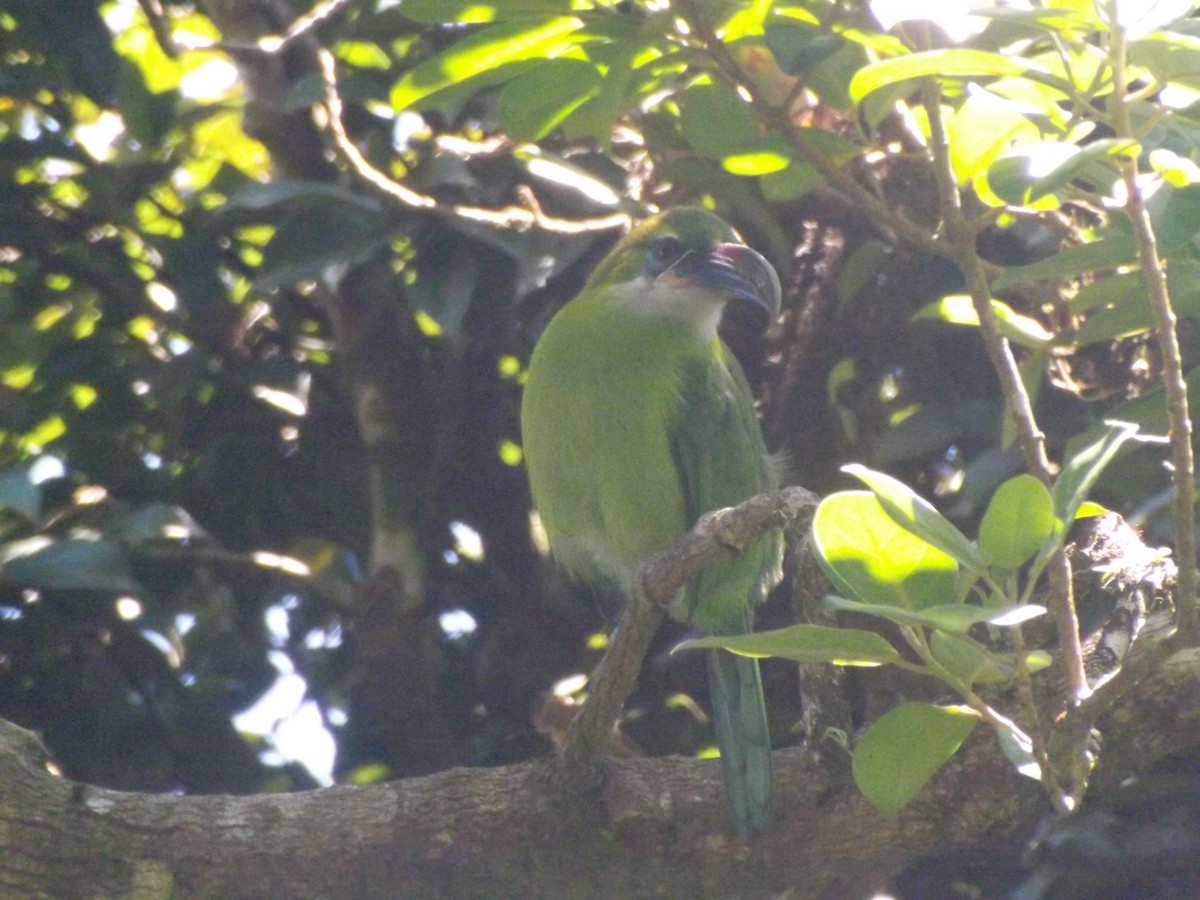 Groove-billed Toucanet - ML642705458