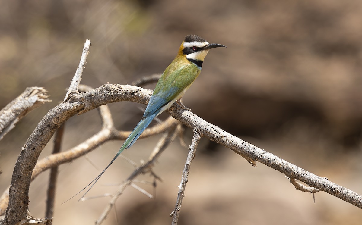 White-throated Bee-eater - ML642705462