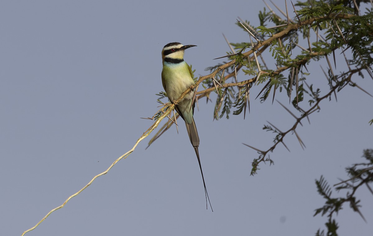 White-throated Bee-eater - ML642705463