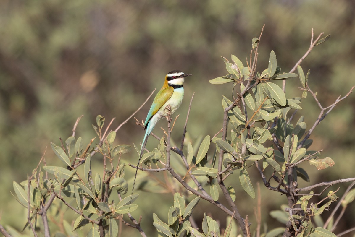 White-throated Bee-eater - ML642705464