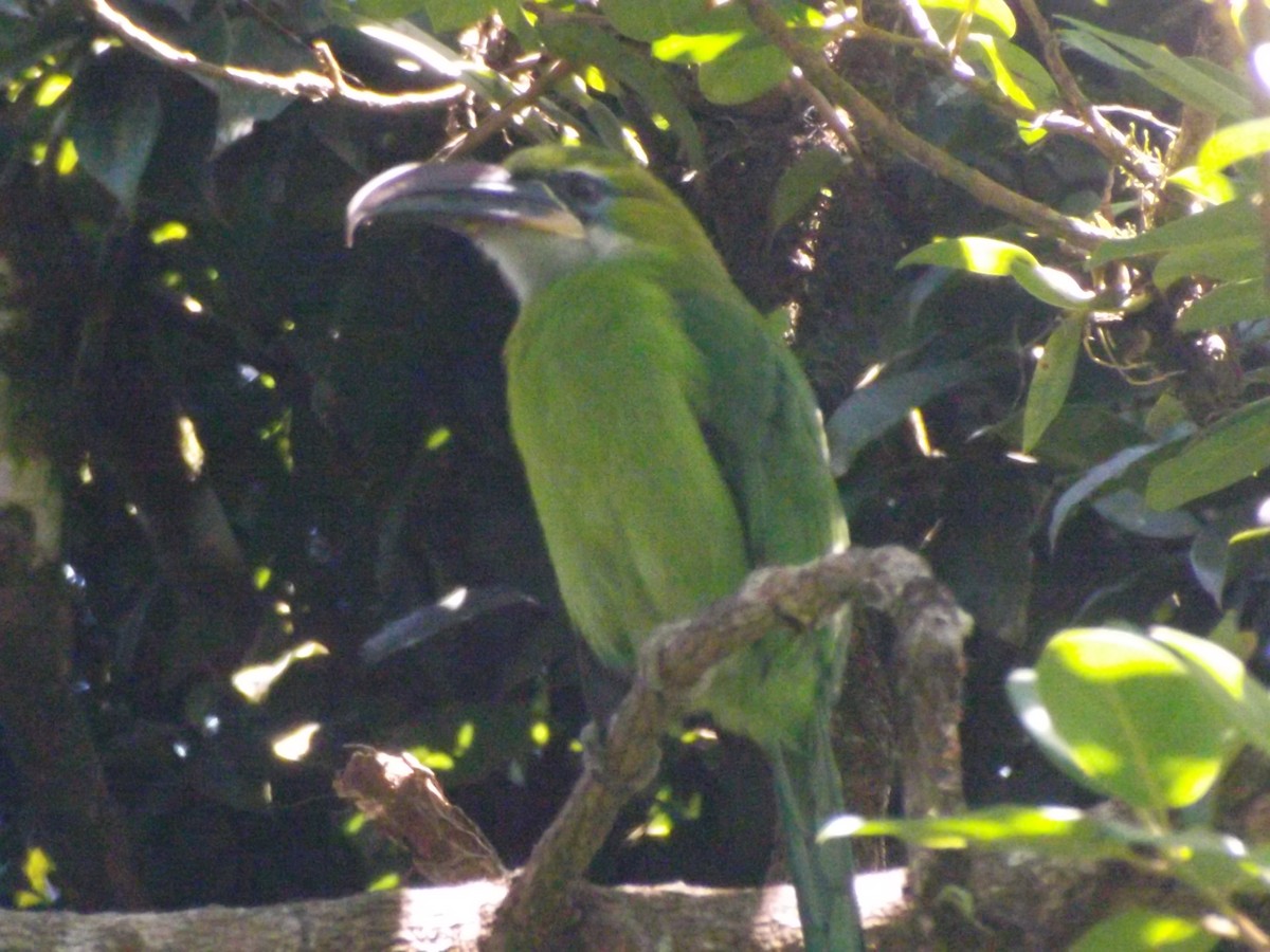 Groove-billed Toucanet - ML642705471