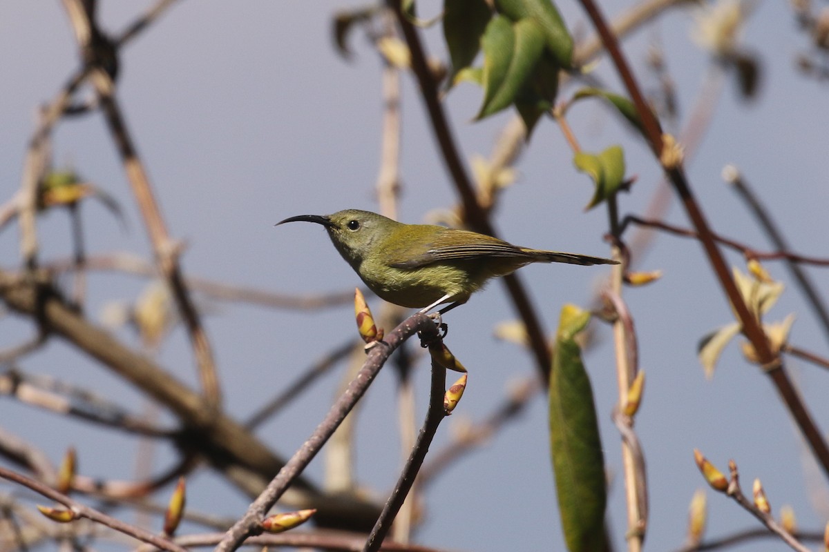 Mrs. Gould's Sunbird - ML642705507
