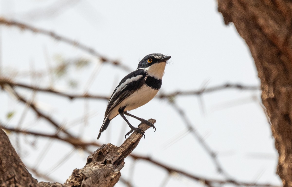 Pygmy Batis - ML642705513