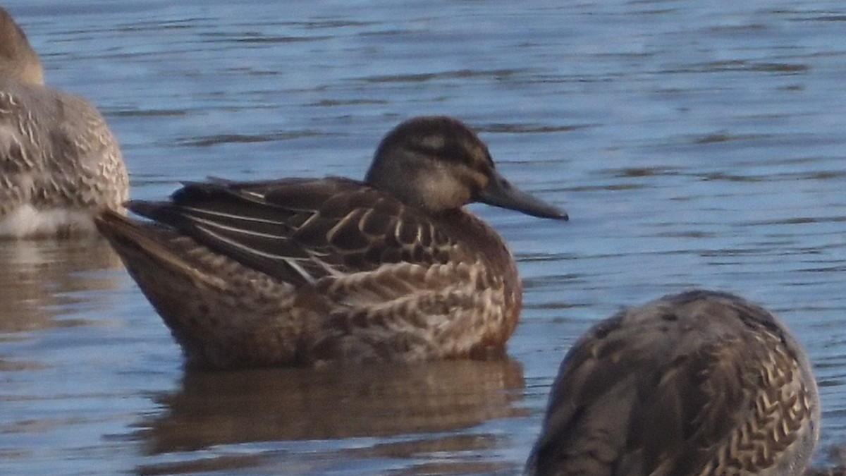 Garganey - ML642705518