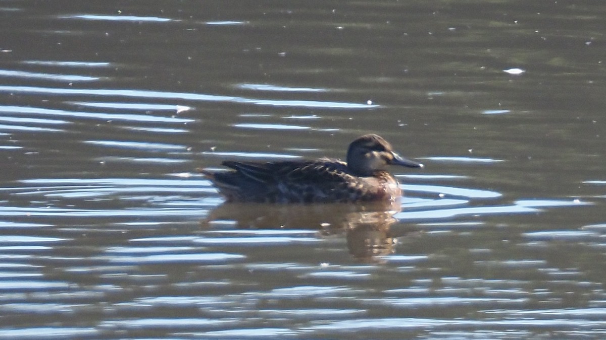 Garganey - ML642705520