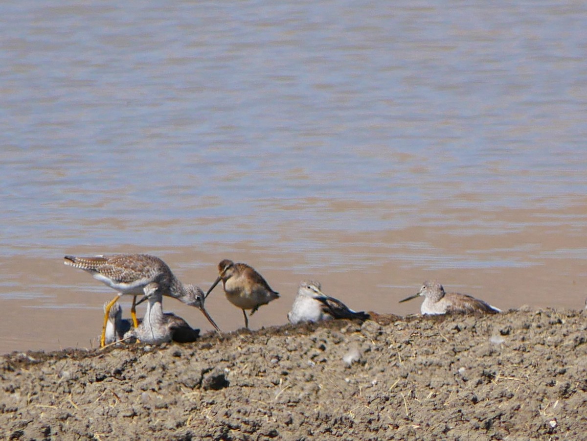 Хараалжин цууцил - ML642705524