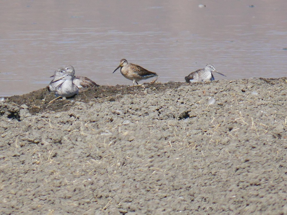 Хараалжин цууцил - ML642705525