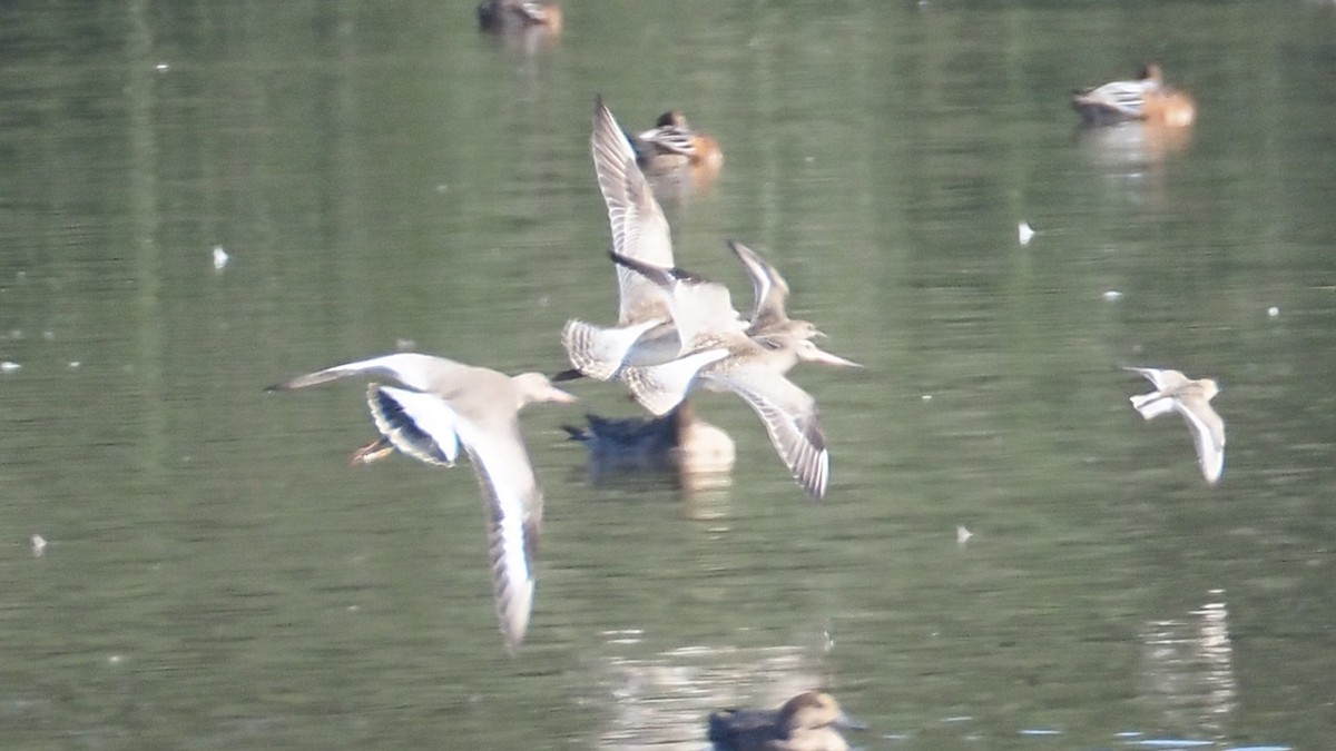 Bar-tailed Godwit - ML642705530