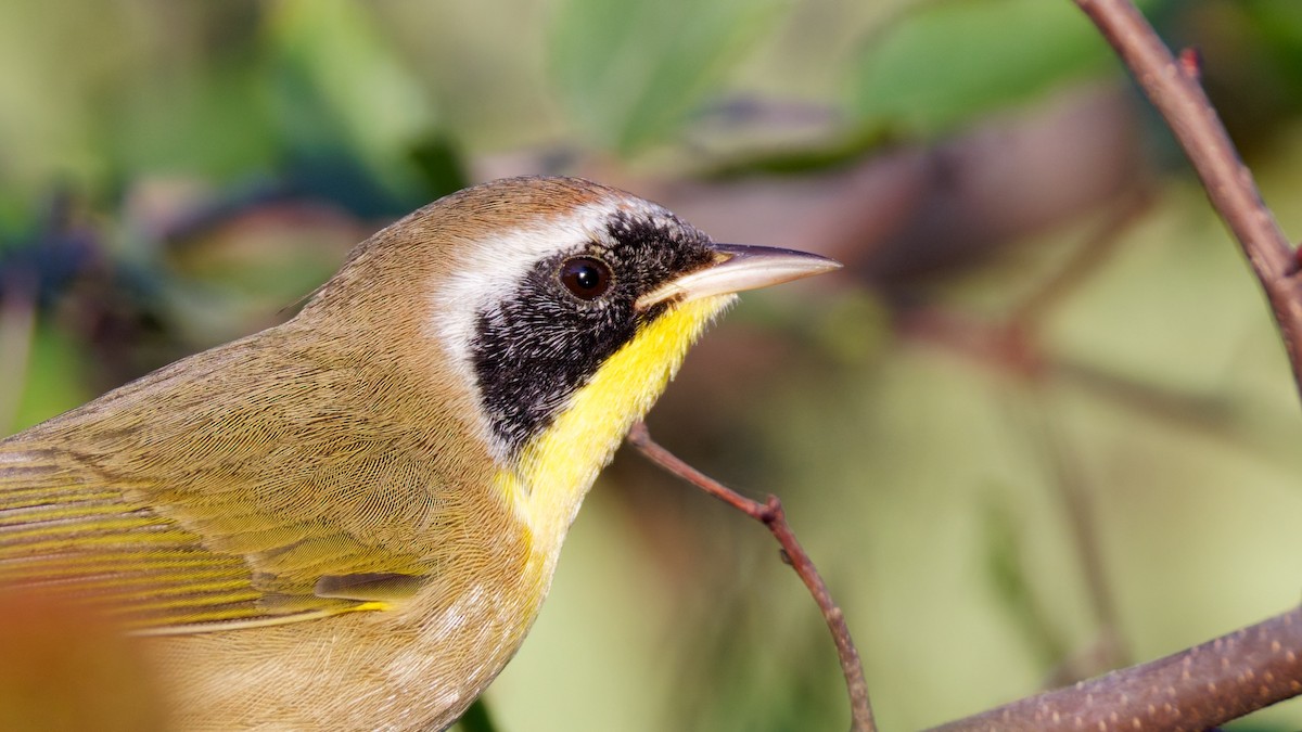 Common Yellowthroat - ML642705537