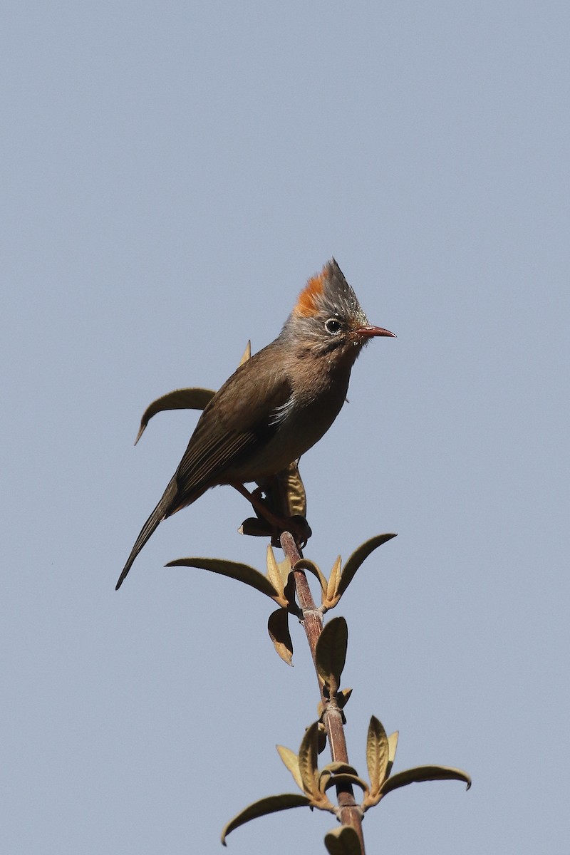 Rufous-vented Yuhina - ML642705538