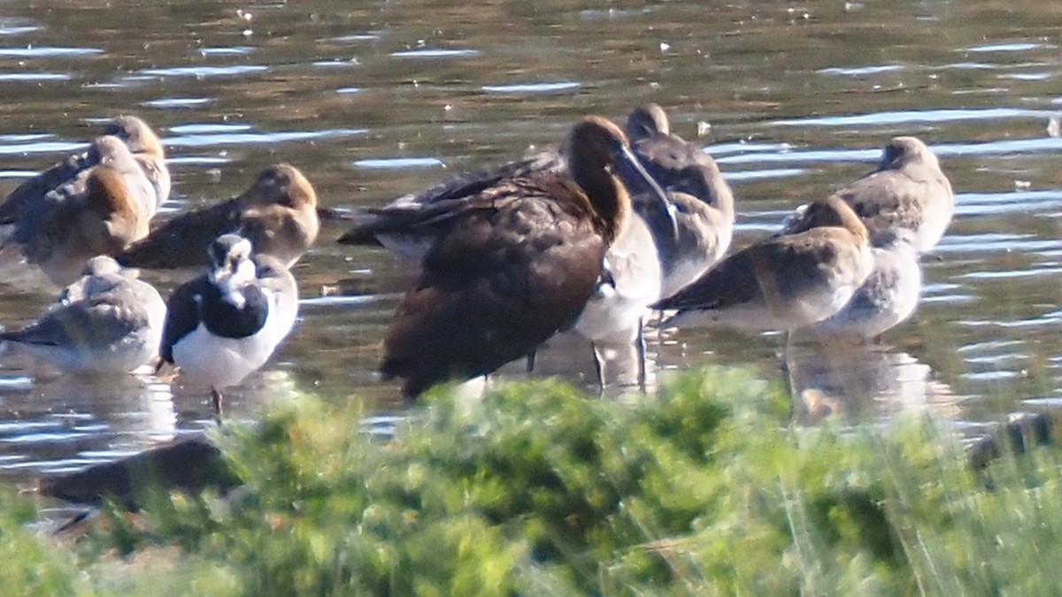 Glossy Ibis - ML642705539