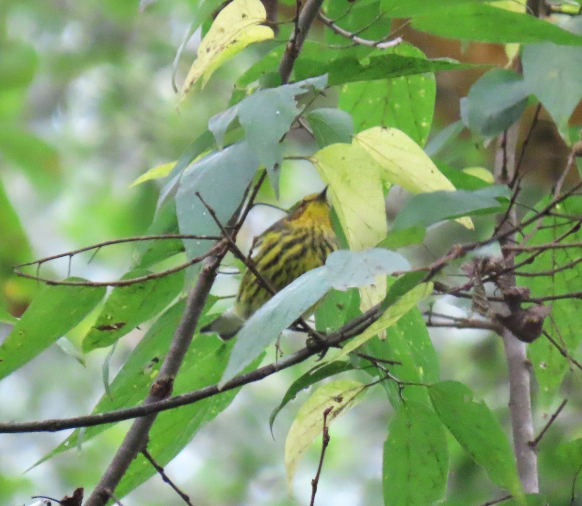 Cape May Warbler - ML642705540