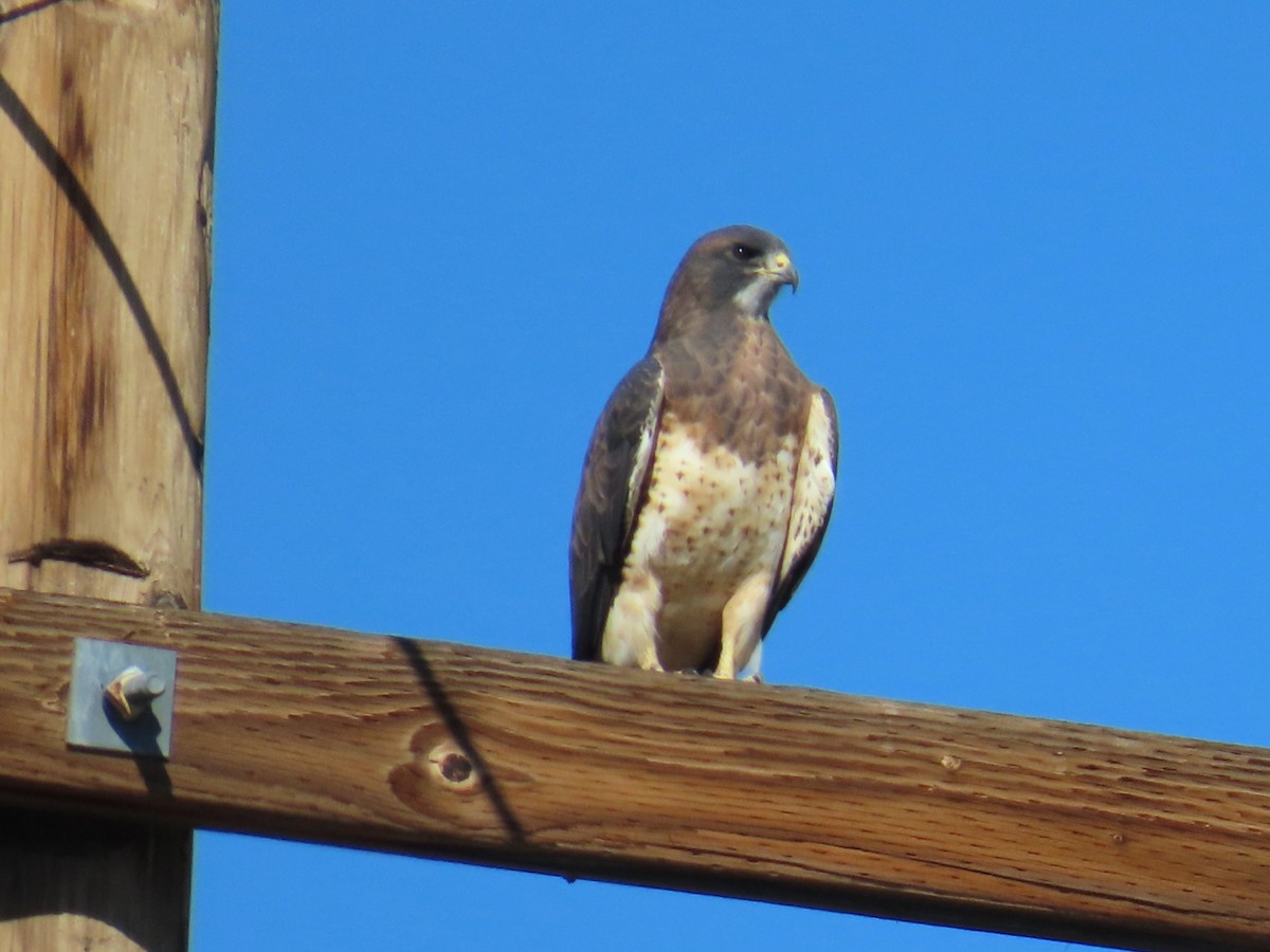 Swainson's Hawk - ML642705546