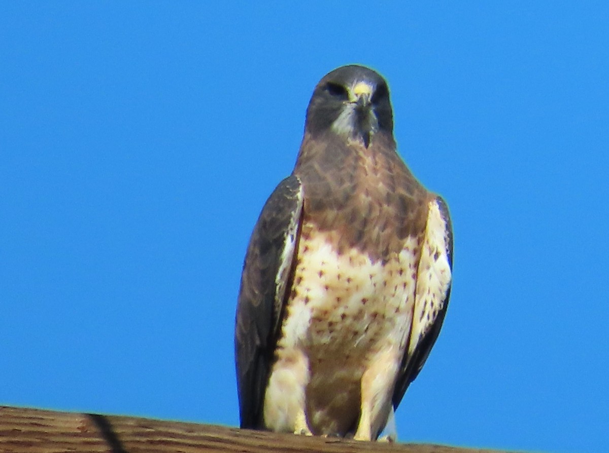 Swainson's Hawk - ML642705547