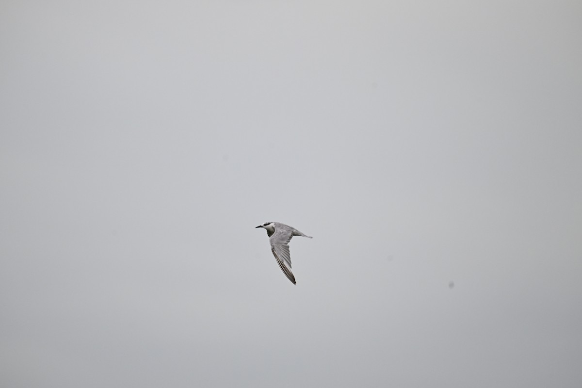 Whiskered Tern - ML642705551