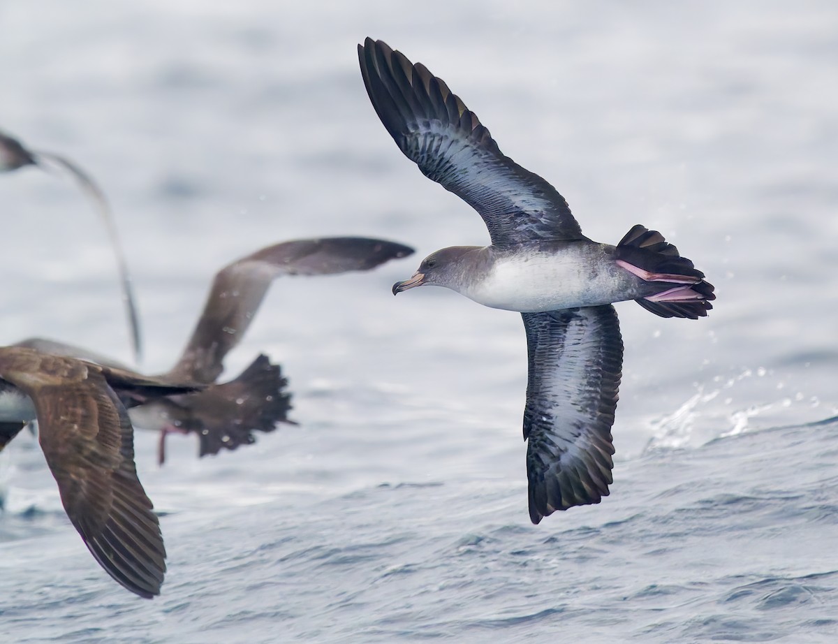 Pink-footed Shearwater - ML642705553
