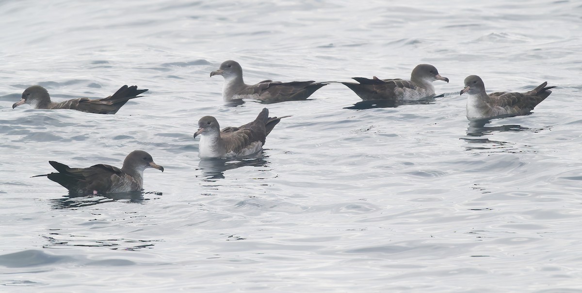 Pink-footed Shearwater - ML642705554