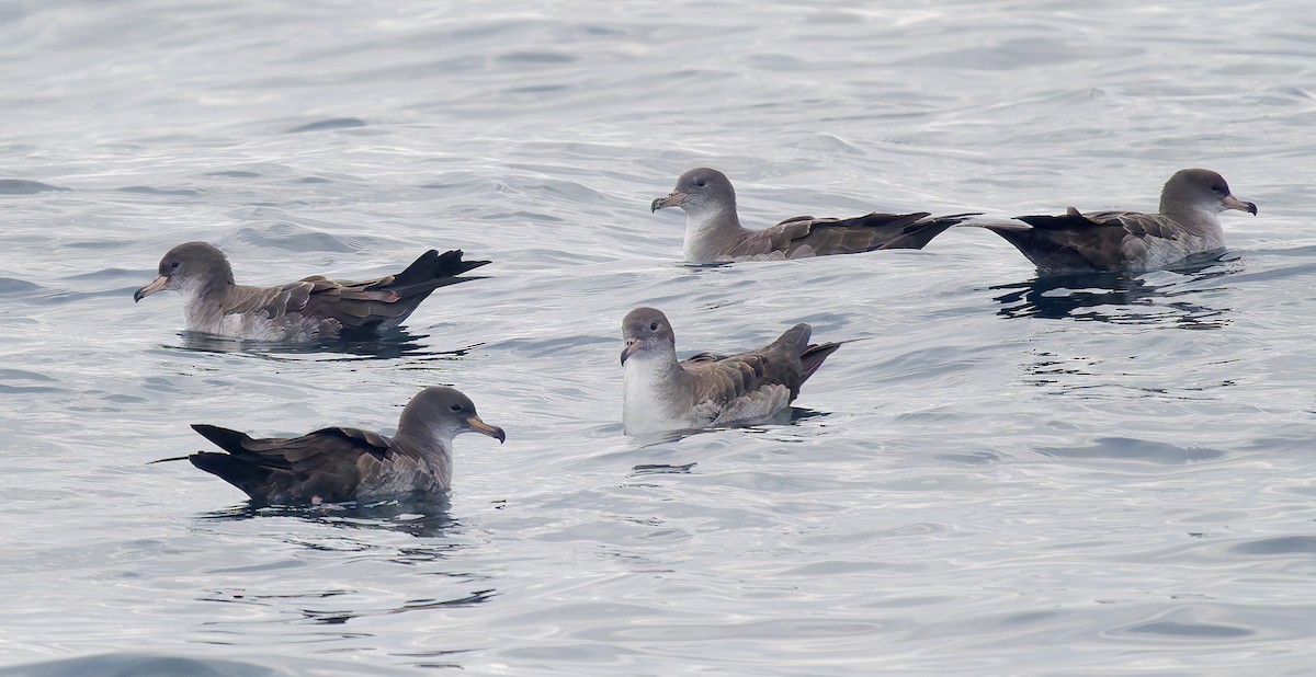 Pink-footed Shearwater - ML642705556