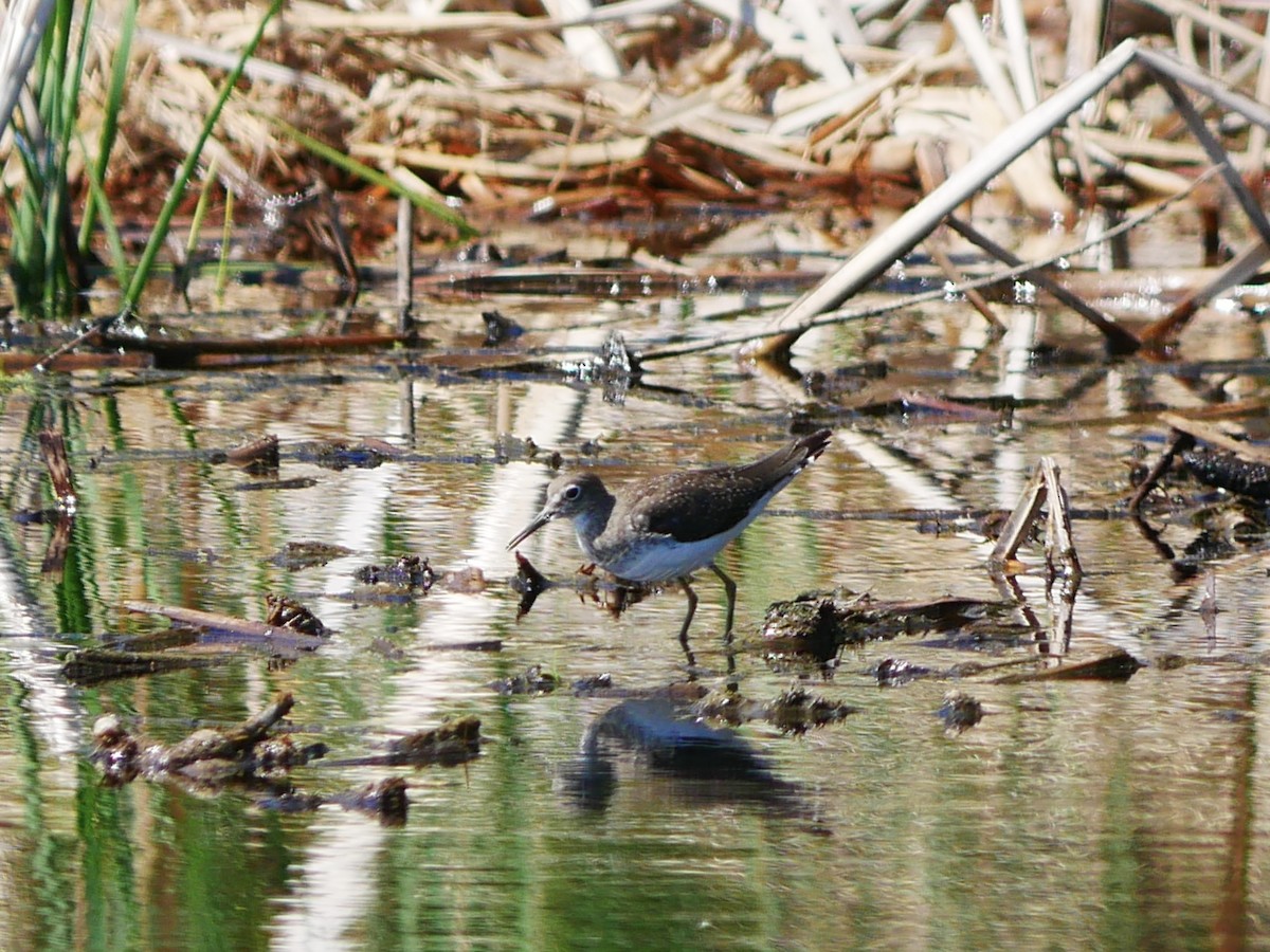 Solitary Sandpiper - ML642705558