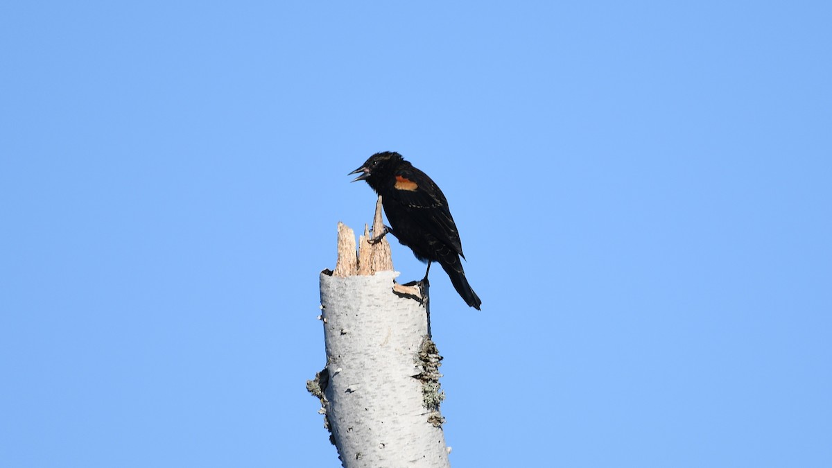 Red-winged Blackbird - ML642705561
