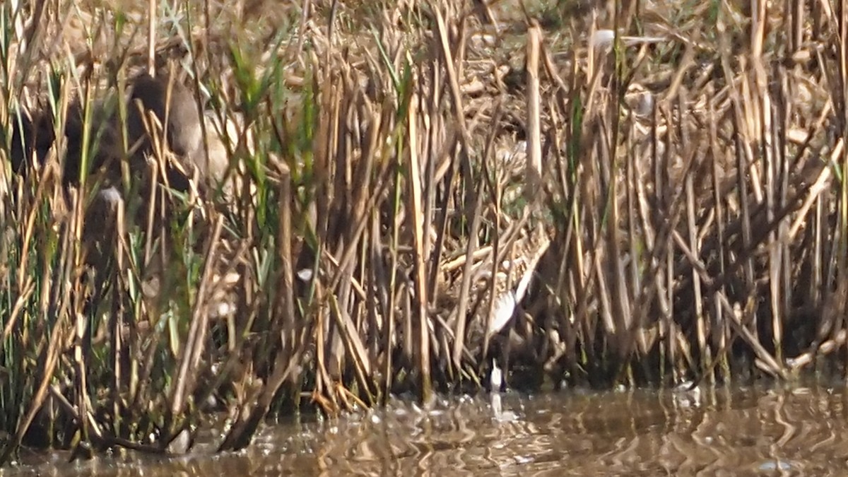 Common Snipe - ML642705562