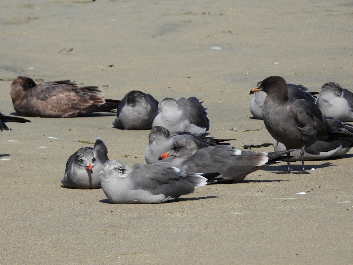 Heermann's Gull - ML642705563