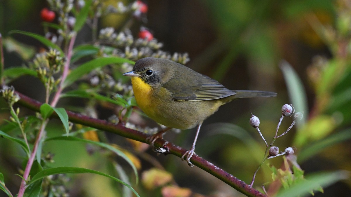 Common Yellowthroat - ML642705564