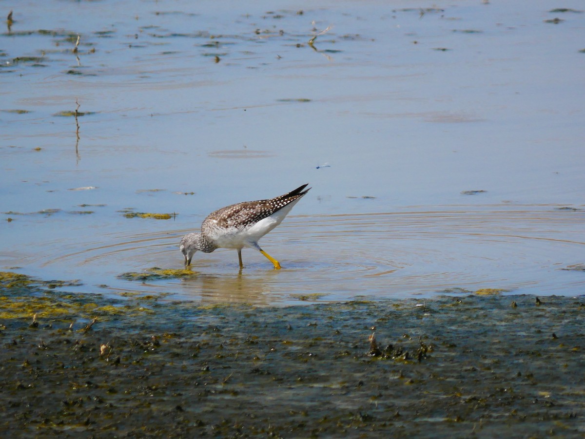 Greater Yellowlegs - ML642705566
