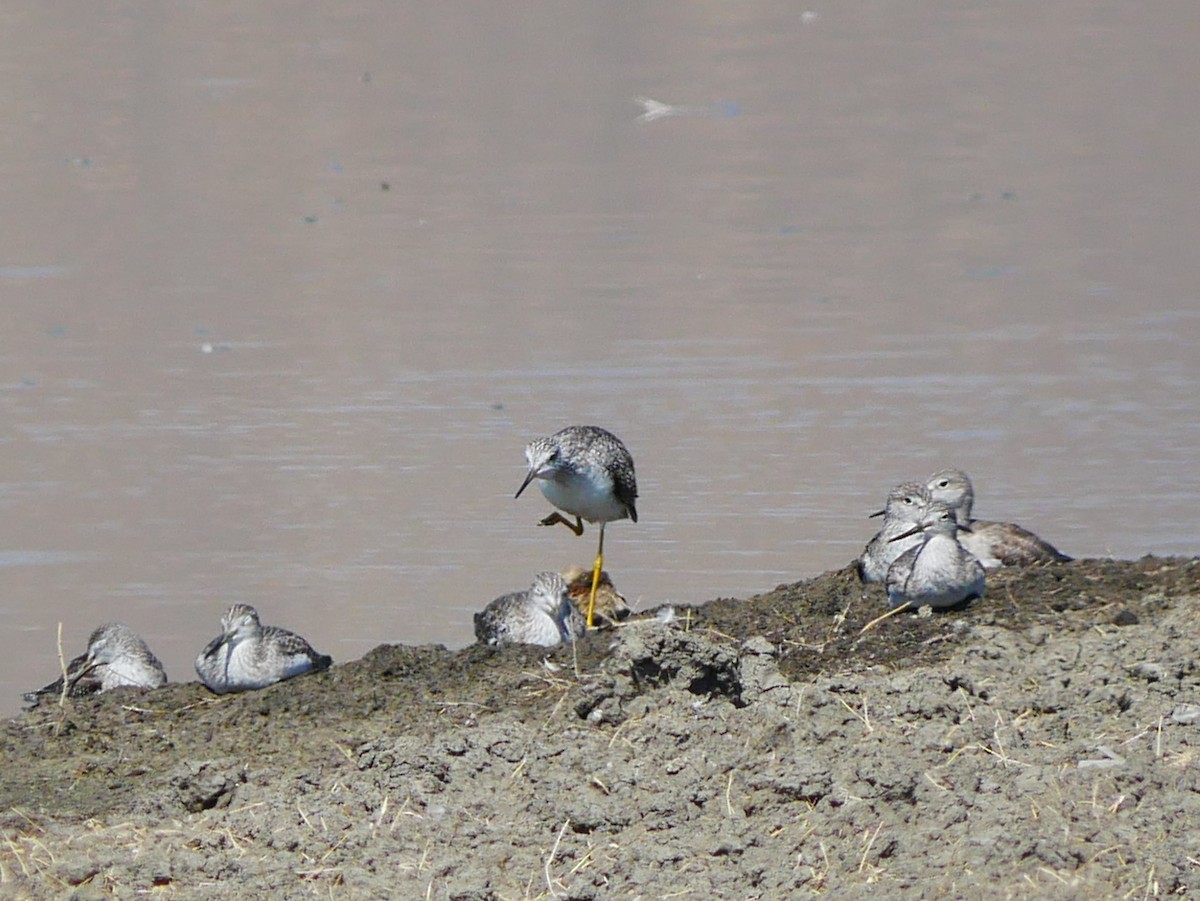 Greater Yellowlegs - ML642705567