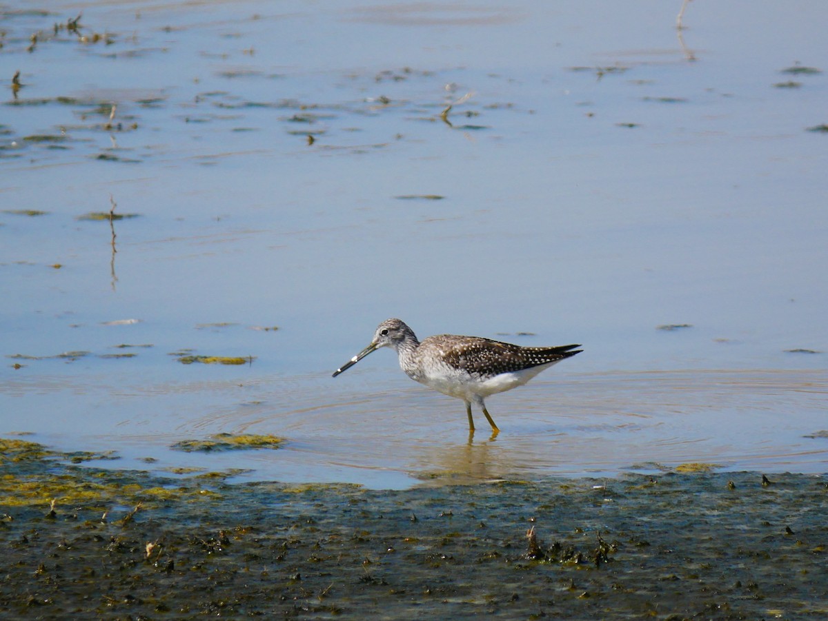 Greater Yellowlegs - ML642705569