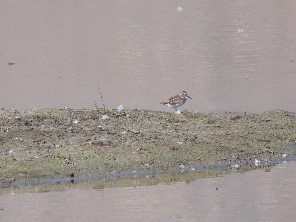 Least Sandpiper - ML642705571