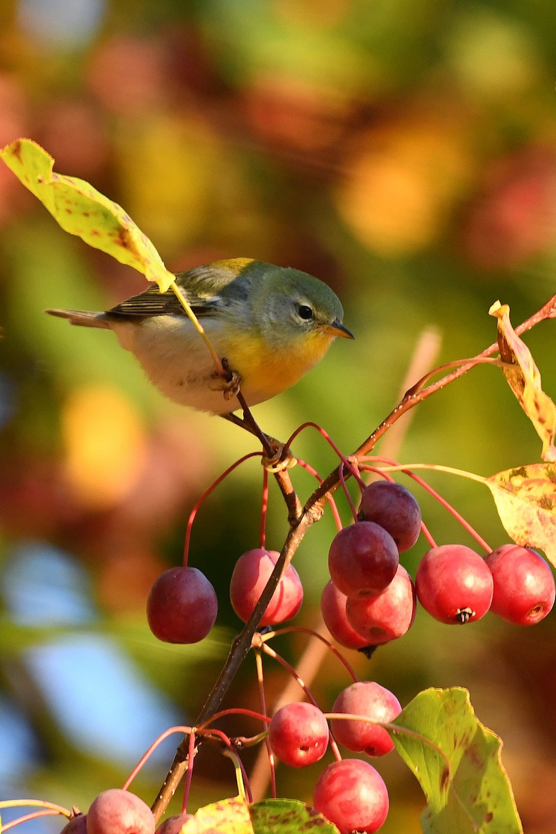 Northern Parula - ML642705578