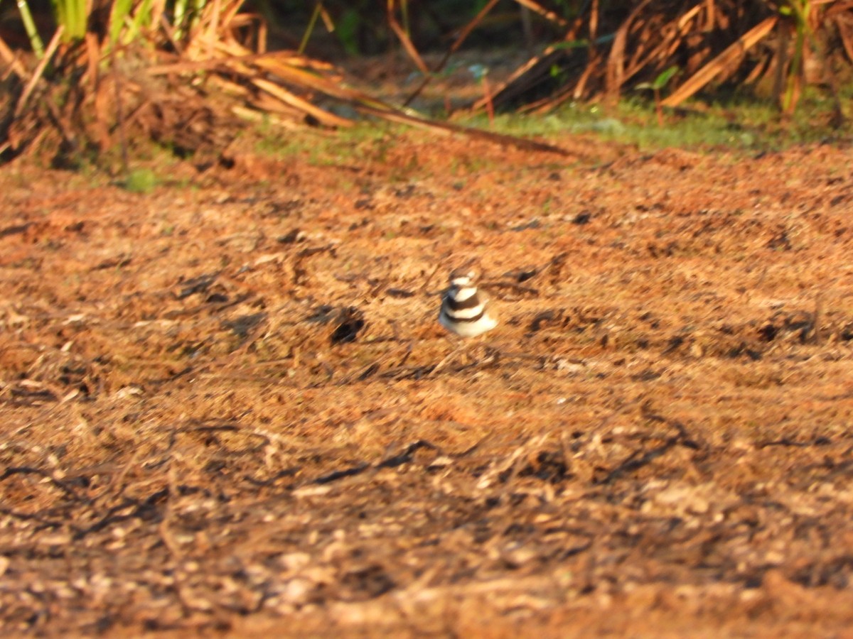 Killdeer - ML642705579