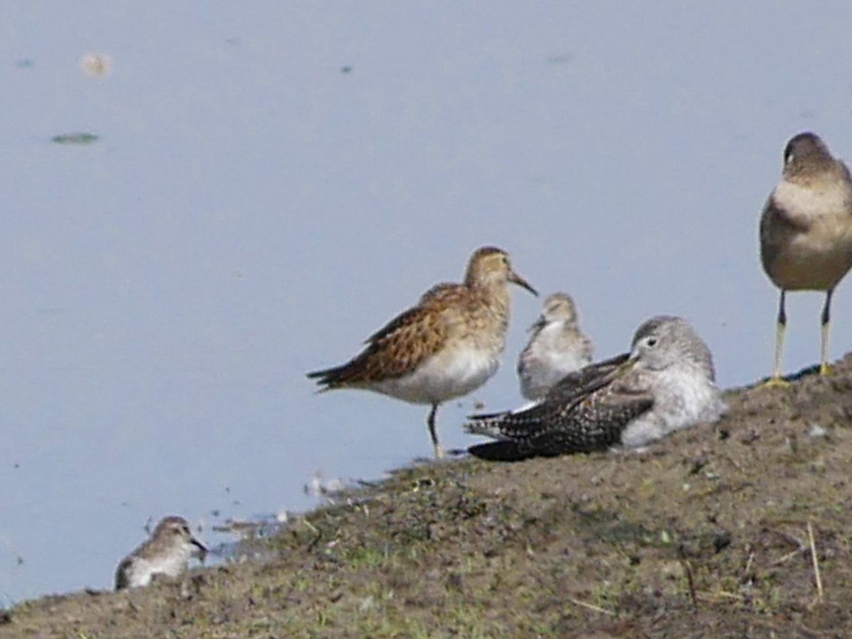 Pectoral Sandpiper - ML642705582