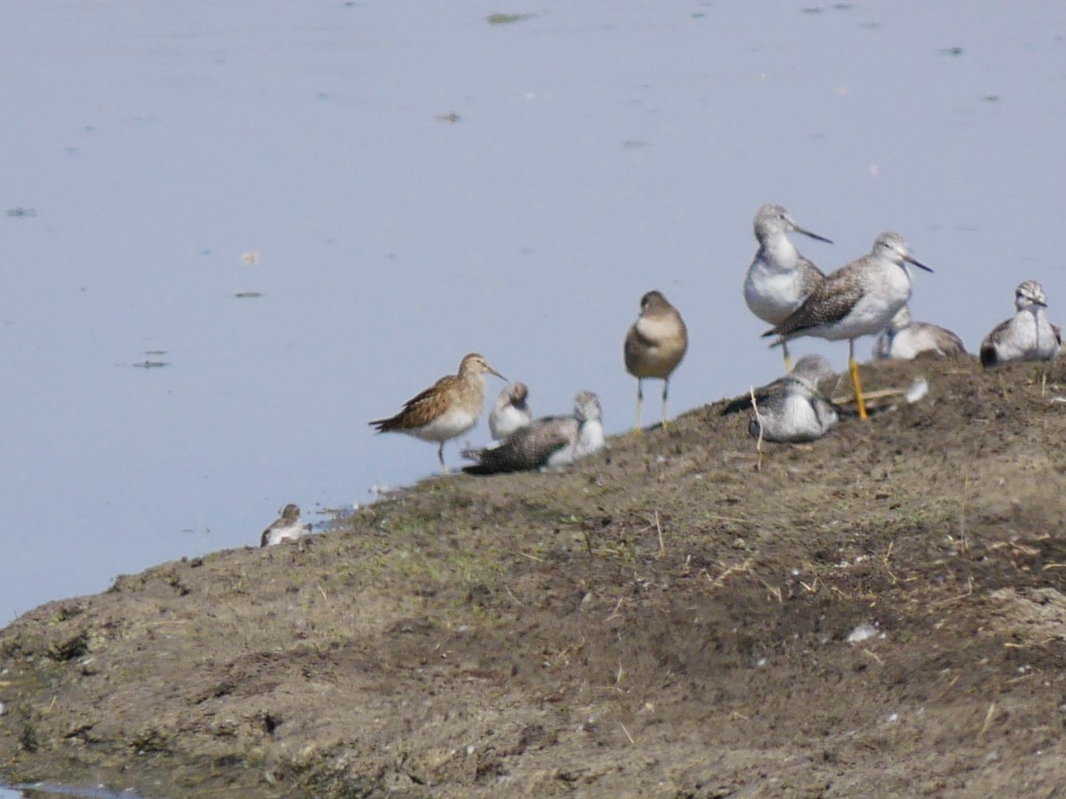 Pectoral Sandpiper - ML642705583