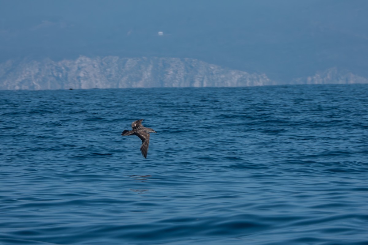 Pink-footed Shearwater - ML642705584