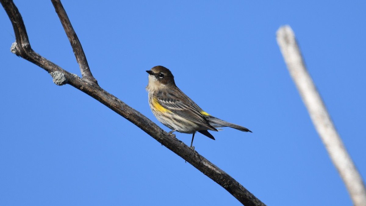 Yellow-rumped Warbler - ML642705585
