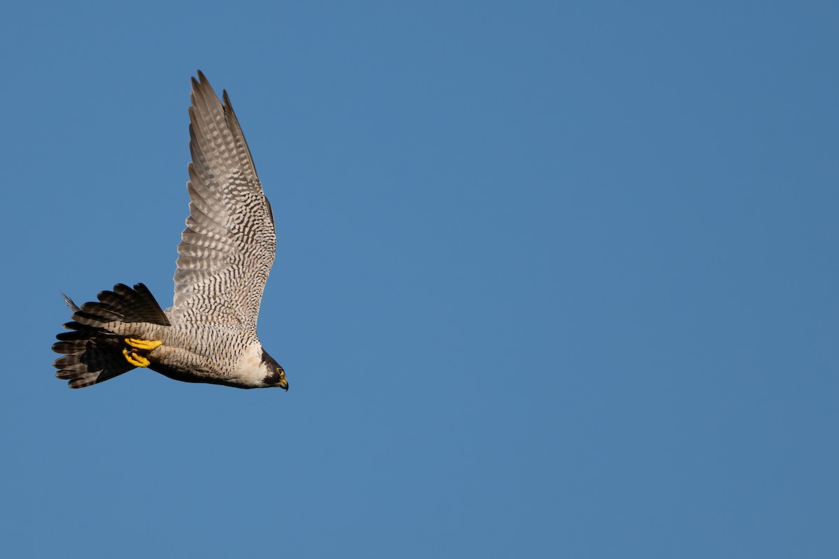 Peregrine Falcon - ML642705586