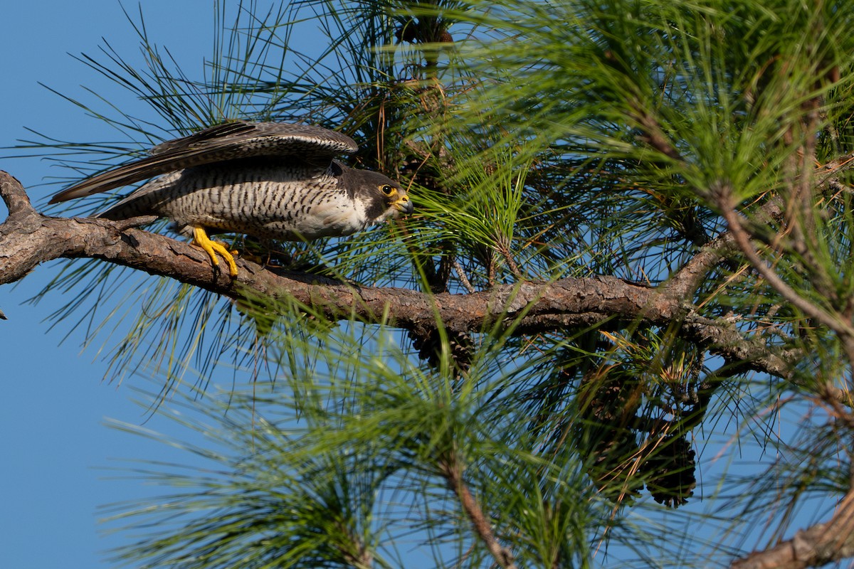 Peregrine Falcon - ML642705587