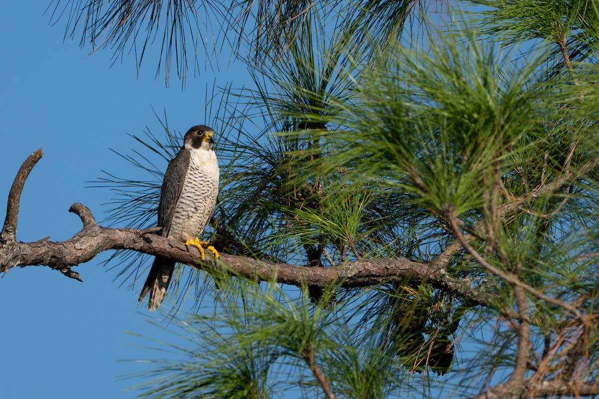 Peregrine Falcon - ML642705588