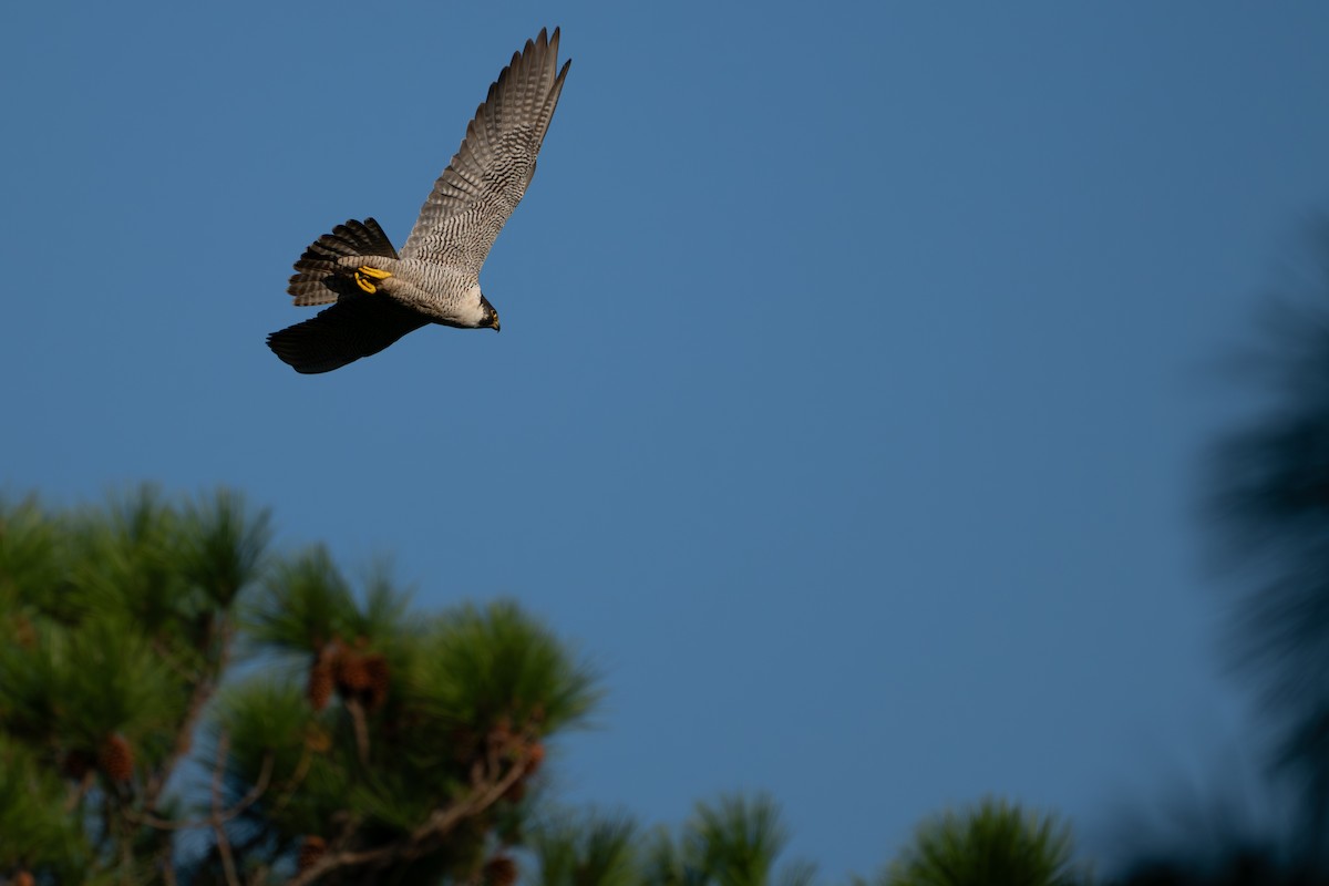 Peregrine Falcon - ML642705589