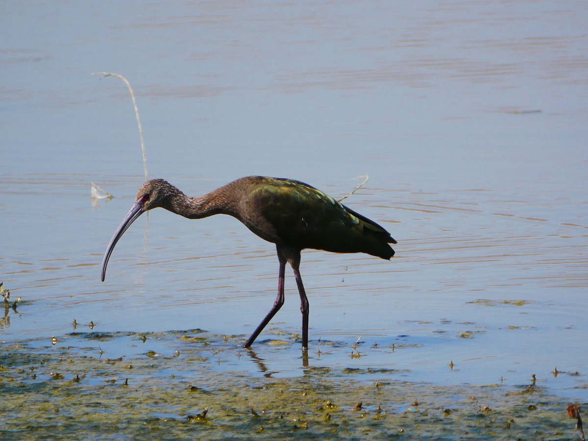 White-faced Ibis - ML642705592