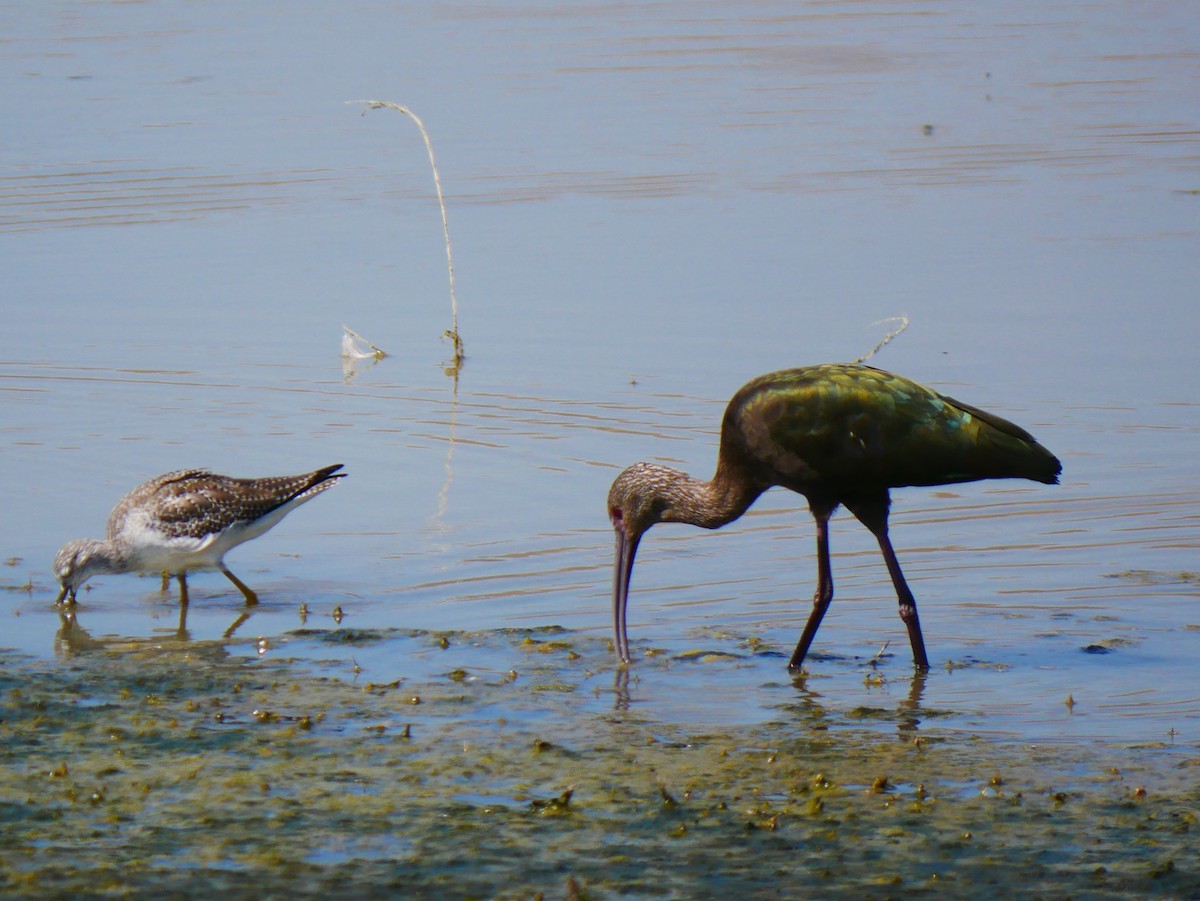 White-faced Ibis - ML642705593