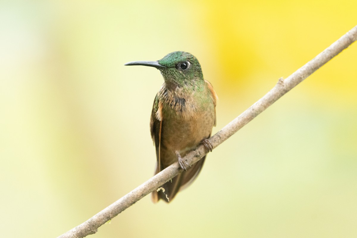 Fawn-breasted Brilliant - ML642705608