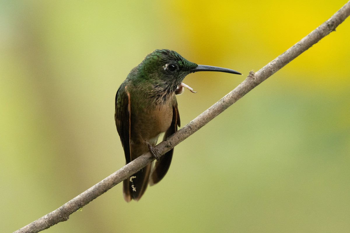 Fawn-breasted Brilliant - ML642705609