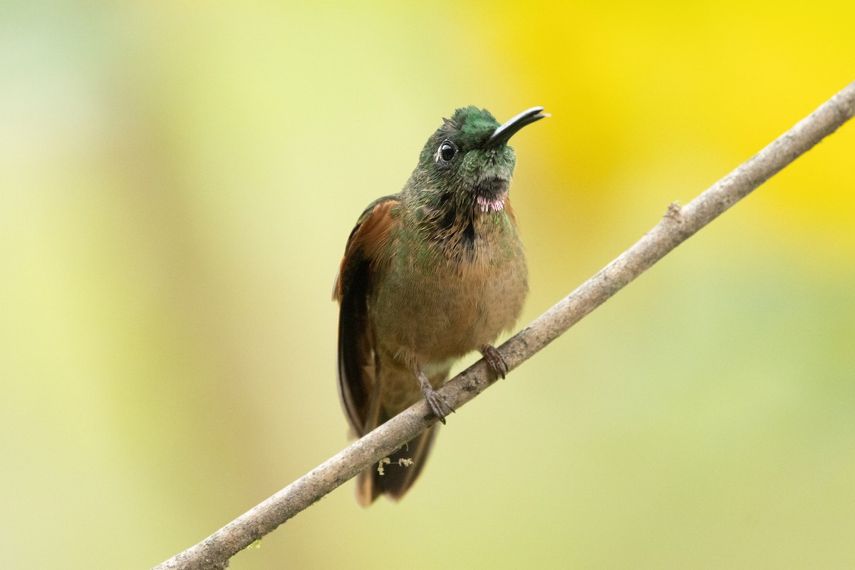 Fawn-breasted Brilliant - ML642705610